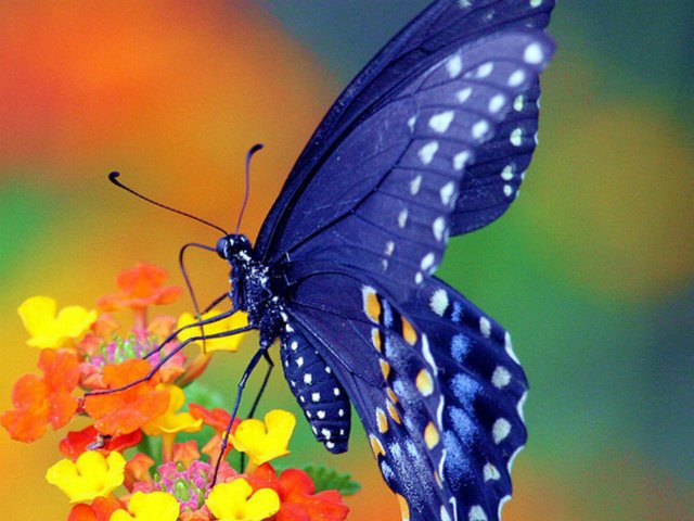 Все о бабочках в Челябинске | ЗооТом портал о животных