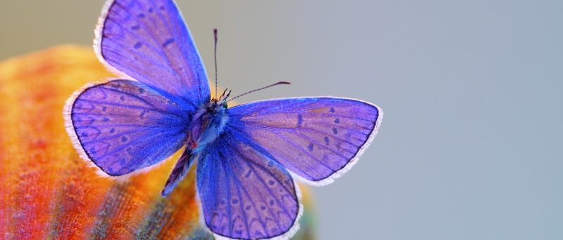 Все о бабочках в Челябинске | ЗооТом портал о животных
