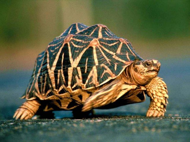Все о черепахах в Челябинске | ЗооТом портал о животных