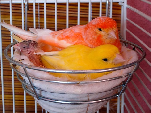 Содержание канареек и уход за ними в Челябинске