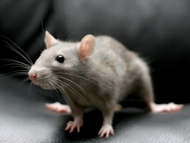 Все о крысах в Челябинске | ЗооТом портал о животных