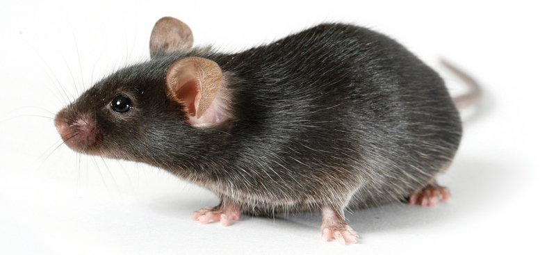 Все о крысах в Челябинске | ЗооТом портал о животных