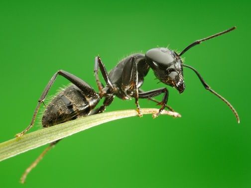 Все о муравьях в Челябинске | ЗооТом портал о животных