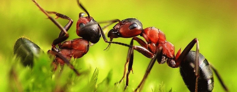 Все о муравьях в Челябинске | ЗооТом портал о животных