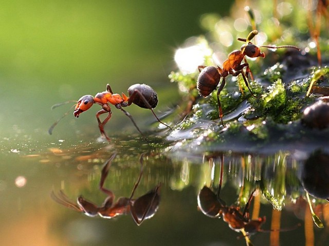 Породы муравьев в Челябинске | ЗооТом портал о животных