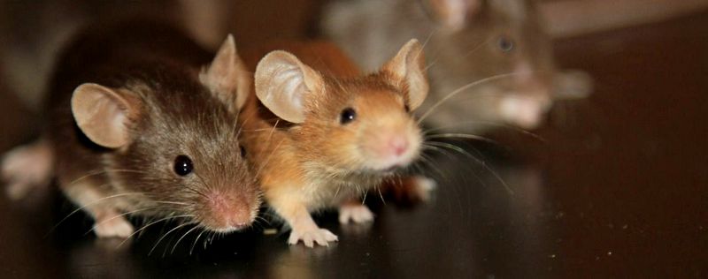 Все о мышах в Челябинске | ЗооТом - продажа, вязка и услуги для животных в Челябинске
