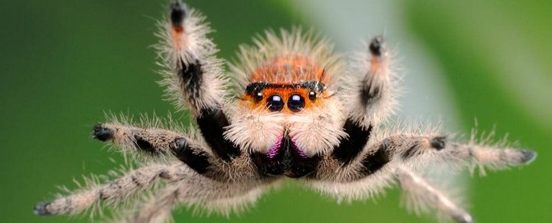 Все о пауках в Челябинске | ЗооТом портал о животных