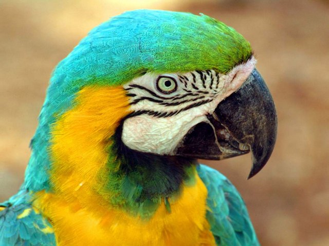 Все о попугаях в Челябинске | ЗооТом портал о животных