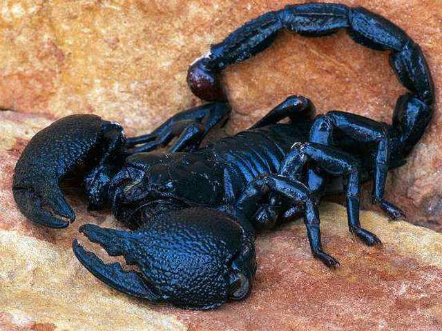 Все о скорпионах в Челябинске | ЗооТом портал о животных