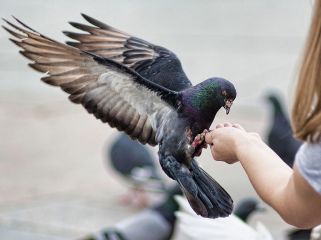 Все о голубях | ЗооТом - продажа, вязка и услуги для животных в Челябинске