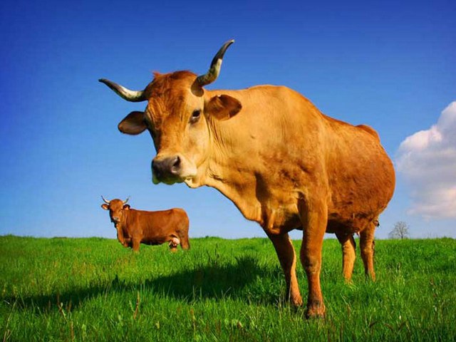 Все о коровах в Челябинске | ЗооТом портал о животных
