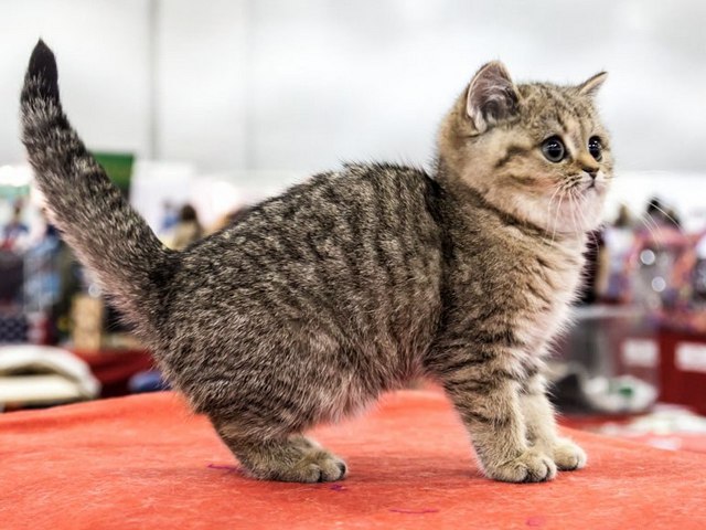 Породы кошек в Челябинске | ЗооТом портал о животных