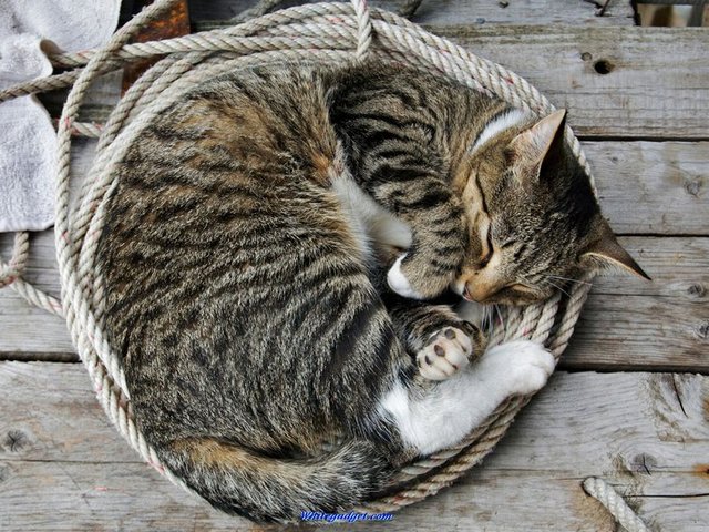Все о кошках в Челябинске | ЗооТом портал о животных