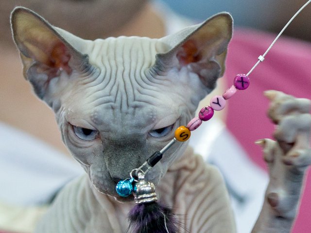 Выставки кошек в Челябинске | ЗооТом портал о животных