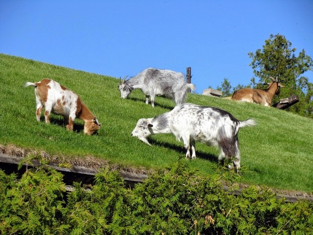 Все о козах в Челябинске | ЗооТом портал о животных