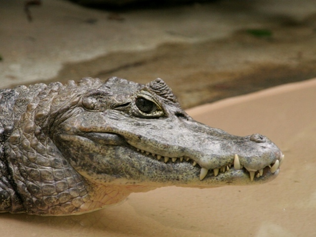 Все о крокодилах в Челябинске | ЗооТом портал о животных