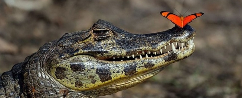Все о крокодилах в Челябинске | ЗооТом портал о животных