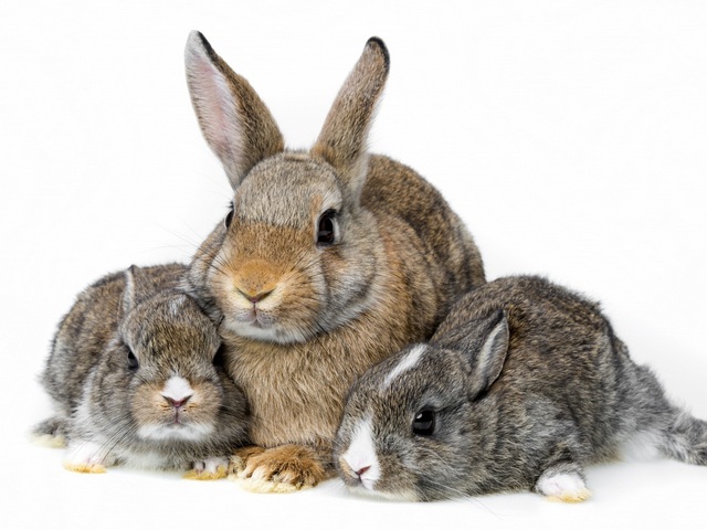 Все о кроликах в Челябинске | ЗооТом портал о животных