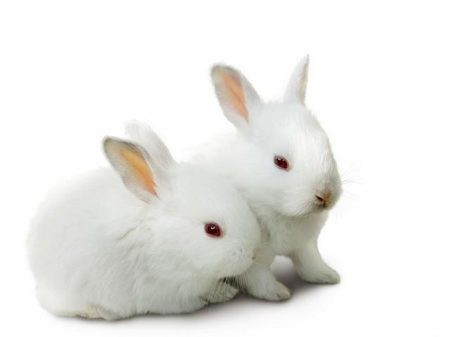 Все о кроликах в Челябинске | ЗооТом портал о животных