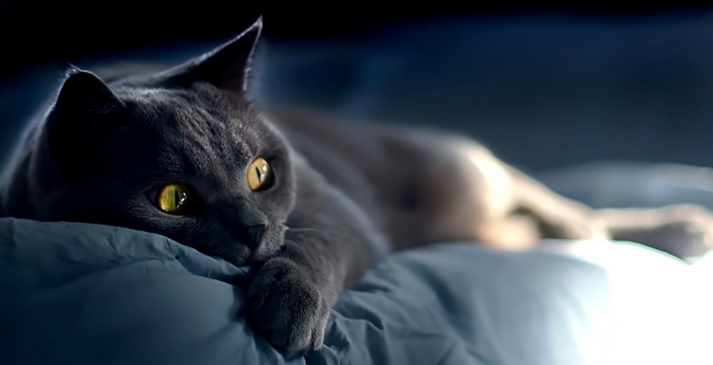 Объявления о кошках | ЗооТом - продажа, вязка и услуги для животных в Челябинске