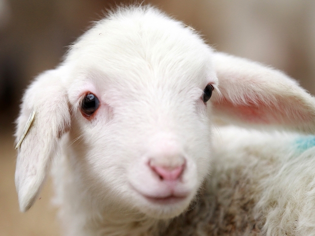 Овцы и бараны в Челябинске | ЗооТом портал о животных