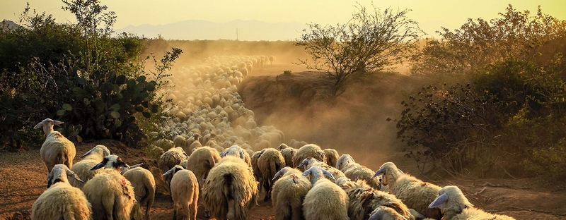 Все об овцах в Челябинске | ЗооТом портал о животных