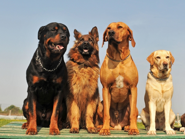 Крупные породы собак в Челябинске | ЗооТом портал о животных