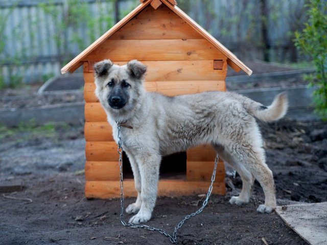 Все о собаках в Челябинске