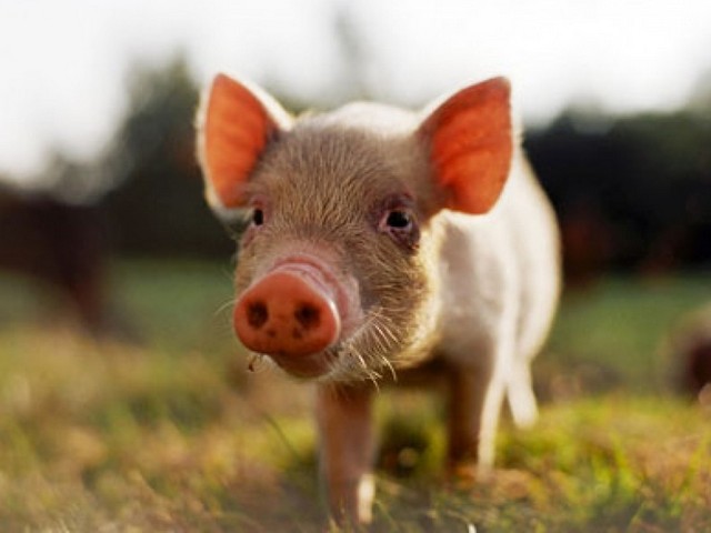 Все о свиньях в Челябинске | ЗооТом портал о животных